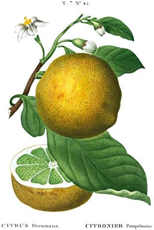 Imprimeuri botanice vintage | Citrus Wall Art de Ink Inc. | Ilustrație franceză vintage | Decor de bucătărie cu lămâie | BOHO