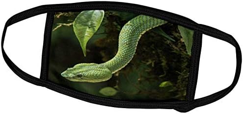 3drose Danita Delimont-șerpi-viperă de gene captivă, Bothriechis schlegelii, Ecuador. - Măști De Față